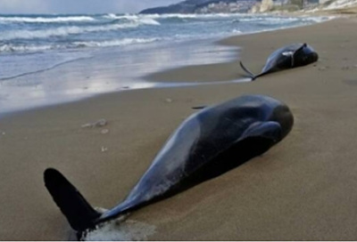 러시아 우크라이나 전쟁으로 인해 흑해돌고래 떼죽음