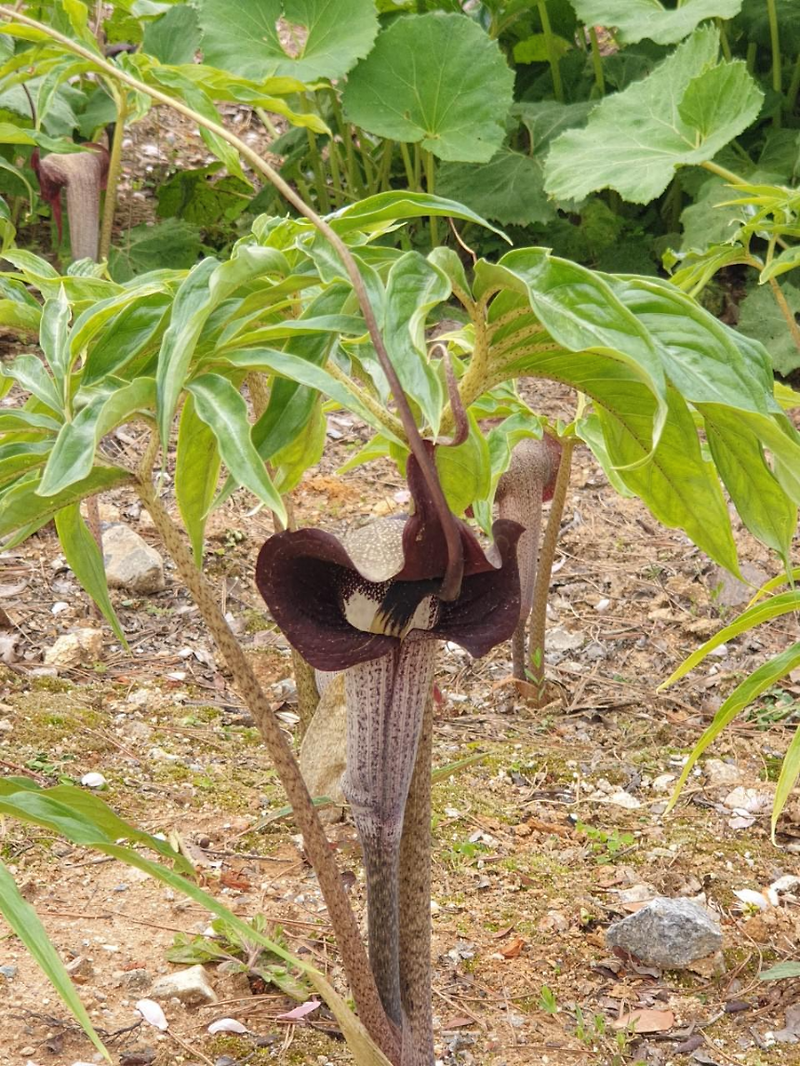 초연당 야생화 - 흑두루미 천남성 꽃과 열매