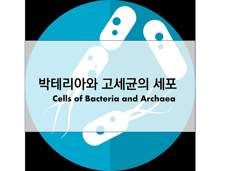 박테리아와 고세균 세포