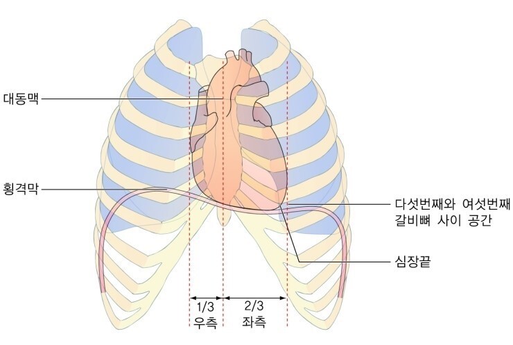 심장의 위치