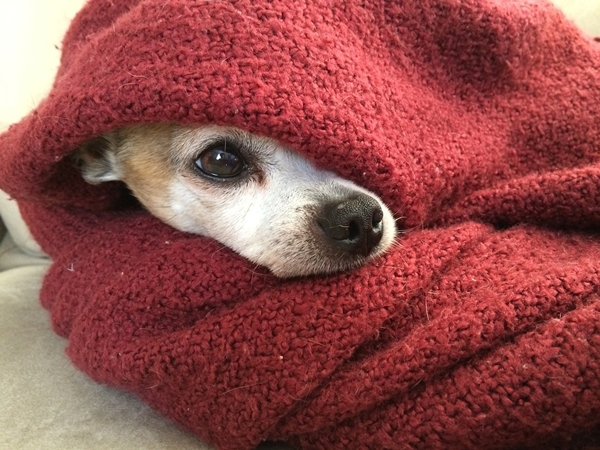 강아지 감기증상과 예방책