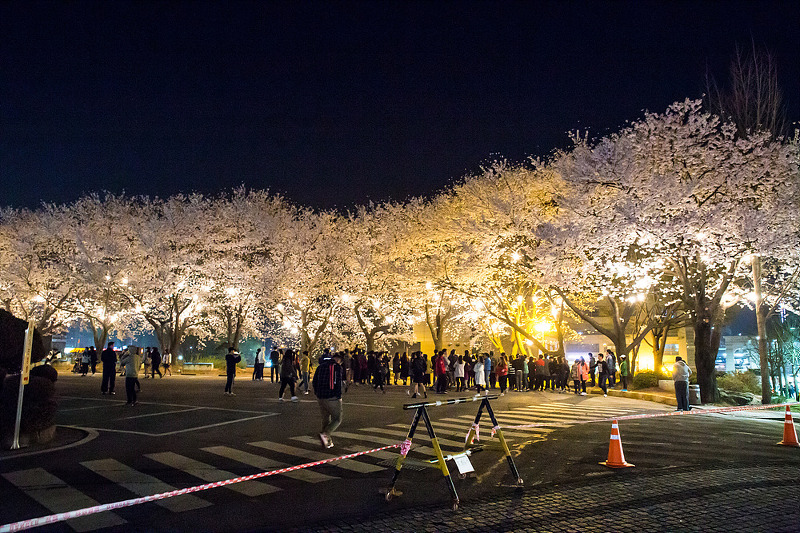 평택대학교 벚꽃축제 야경