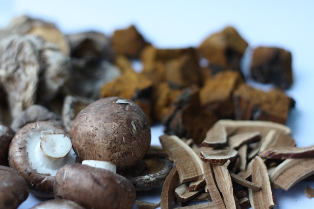 표고버섯 효능과 부작용, 먹는방법 & 표고버섯 차 만드는 법