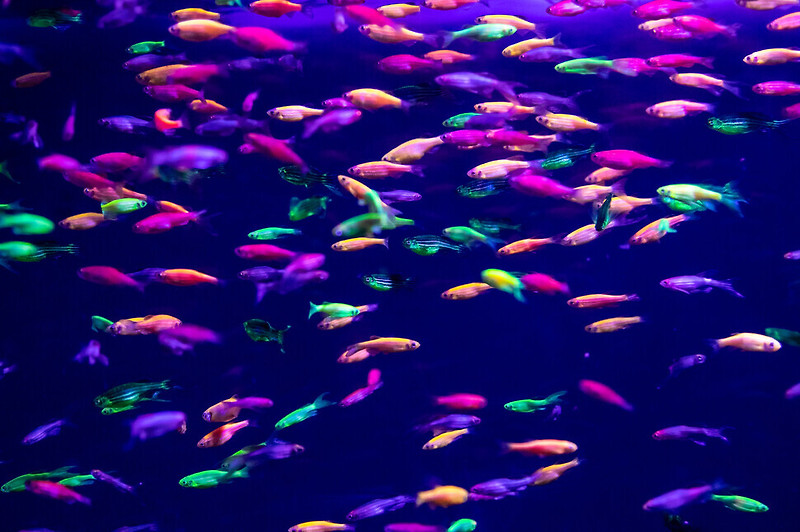 유전자 변형 ‘형광 물고기’ 브라질 하천에 ‘침입’