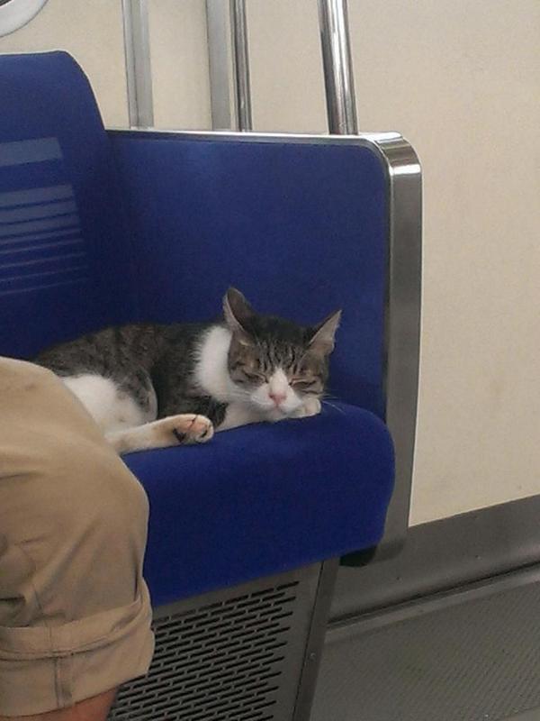 혼자 전철 타기를 즐긴다는 고양이