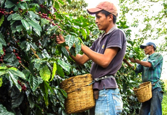 커피의 생산, 수확(Harvesting)과 커피 잎 녹병(Coffee leaf rust)에 대하여 알아보자.