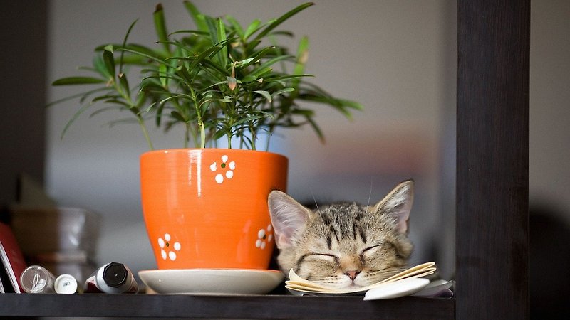 고양이에게 위험한 식물은 무엇이며 먹었을 땐 어떻게?