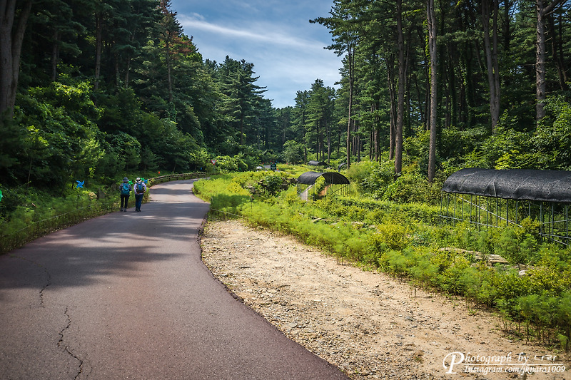경기도 당일치기 여행 - 가평 잣향기 푸른숲