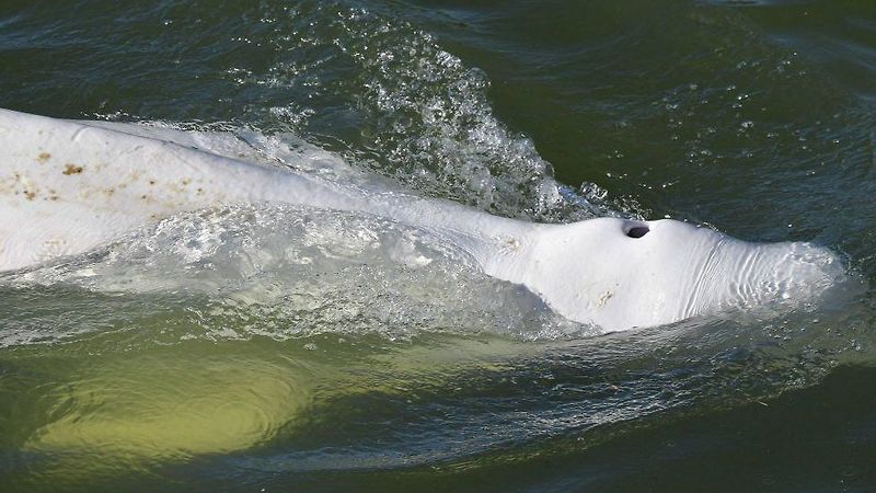 프랑스 고래:잃어버린 포유류의 희망이 센 강에서 사라지다