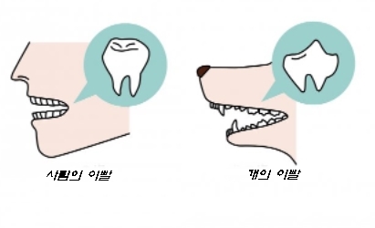 개의 치아와 인간의 치아와의 차이점