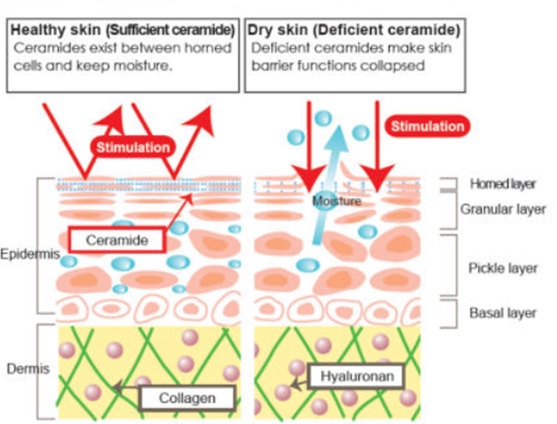 피부장벽성분 세라마이드 엔피 (Ceramide NP)