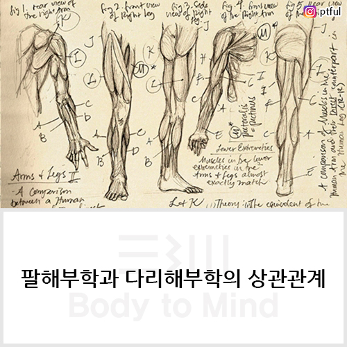 팔해부학(arm anatomy)과 다리해부학(leg anatomy)의 상관관계