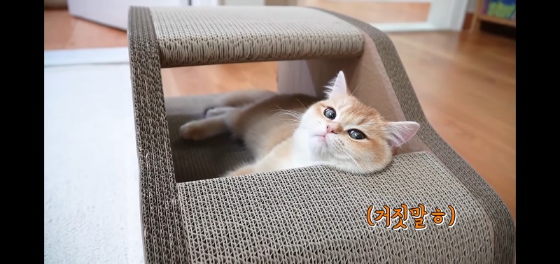 [반려동물 유튜브 추천] 새끼고양이 귀여움에 시간 가는 줄 몰라잉 '하루HARU CAT'