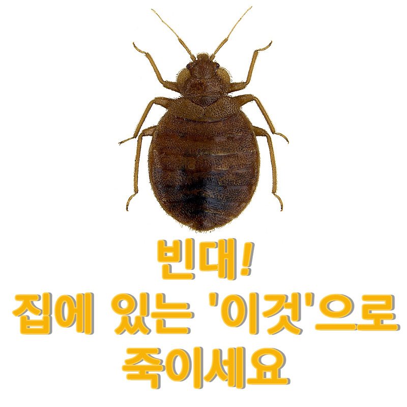 빈대 퇴치 건조기 없이도 '이걸'로 박멸가능