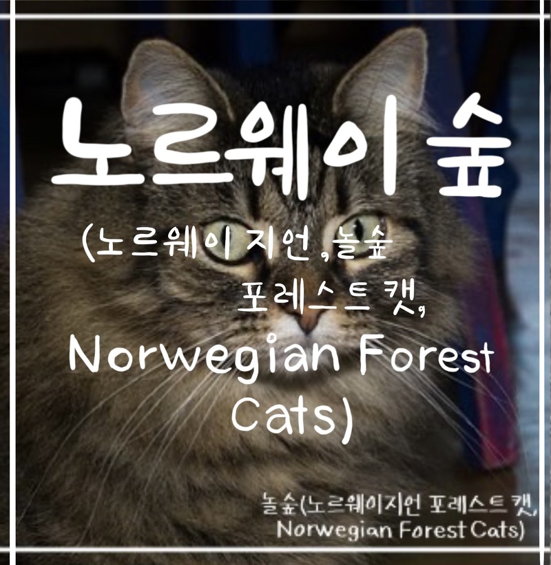 3가지 고양이 품종 알아보기 : 노르웨이 숲(놀숲, 노르웨이 지언 포레스트 캣,  Norwegian Forest Cats)