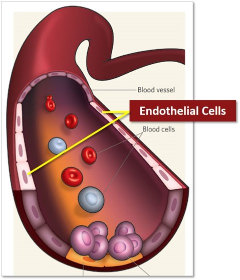 내피세포(Endothelial Cell) 배양이 어렵나요? 참고해 보세요 ^^ 