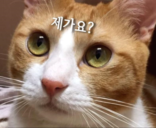 코리안숏헤어 고양이유튜버/치즈