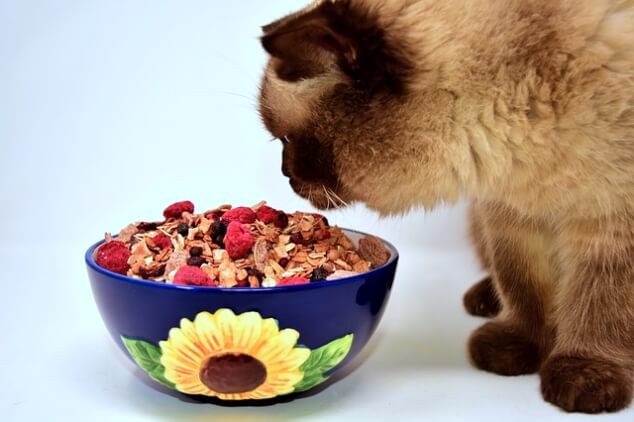 고양이 습식사료 장단점 vs 건사료 7가지 체크사항