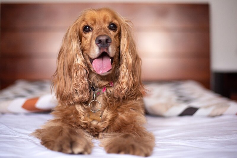 잉글리쉬 코커 스패니얼, 거부할 수 없는 큰 눈을 가진 아름다운 개