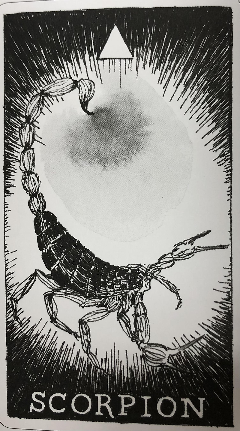 [오라클카드배우기/와일드언노운애니멀스피릿]The Wild Unknown Animal Spirit Scorpion 전갈 해석 및 의미