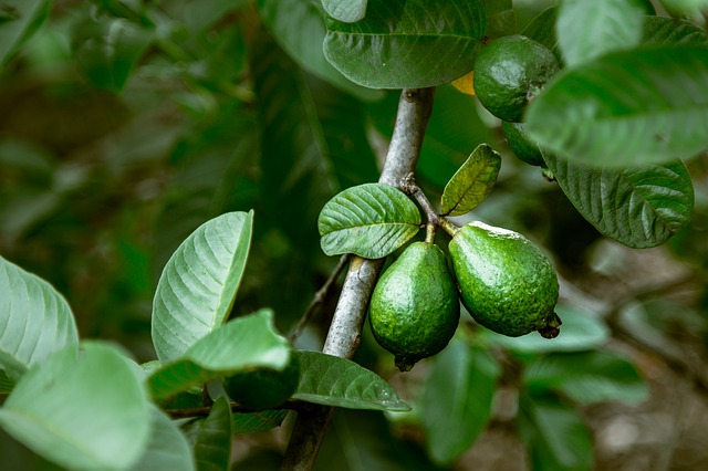 구아바잎 효능 정리 당뇨에 도움 과민반응 개선
