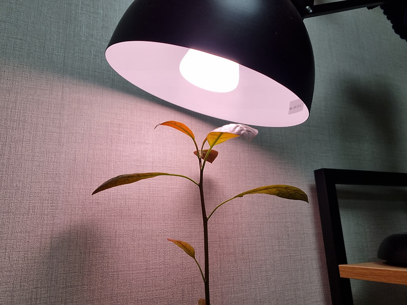 태양빛이 들지 않는 곳에서 블루투스 조명(hue bulb)으로 식물 키우기는 가능한가 - 부제: 필립스 스마트전구의 플리커 현상