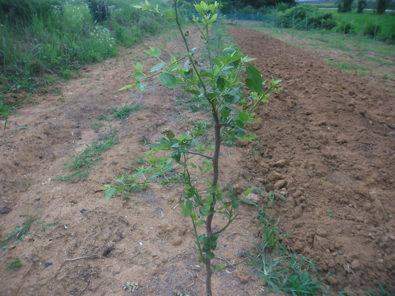 대추나무 성장일기