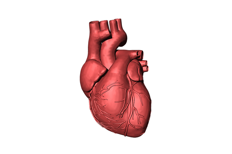 심장의 해부학적 구조와 수축기, 이완기의 과정