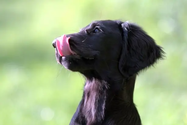 강아지가 주인을 핥는 이유 10가지 , 왜 이렇게 그루밍을 하니?