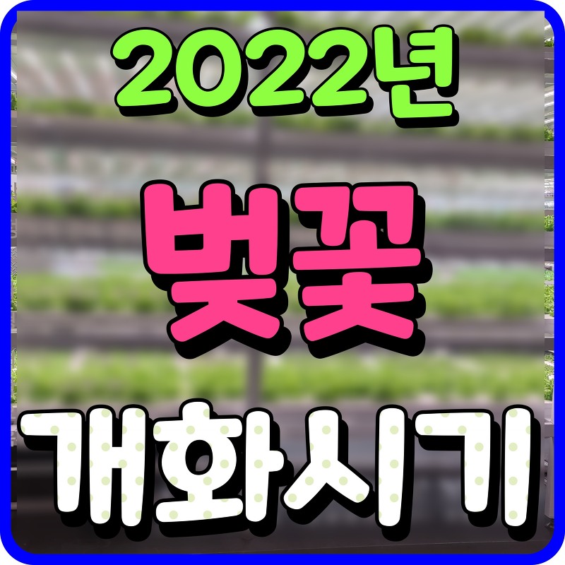 벚꽃 개화시기 2022 서울 경주 청주 인천 진해 명소 찾아볼까