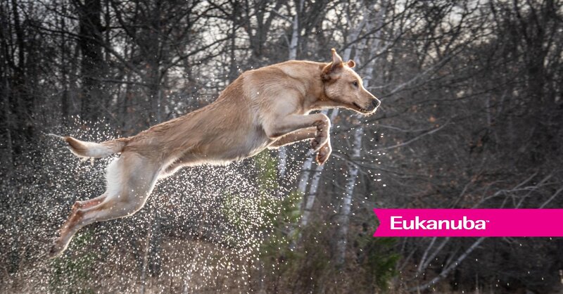 Eukanuba Launches new, Scientifically-formulated treats, ACTIVTRAINERS and ACTIVMOBILITY