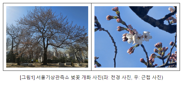오늘(1일) 서울 벚꽃 개화