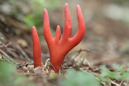 세계에서 가장 위험한 버섯! 붉은사슴뿔버섯!
