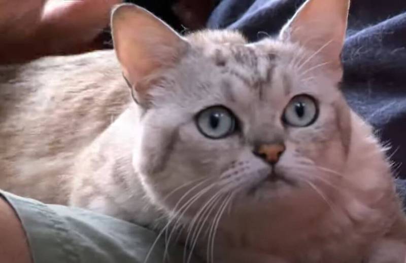 희귀 버밀라 고양이 8가지 특징과 재미있는 유래