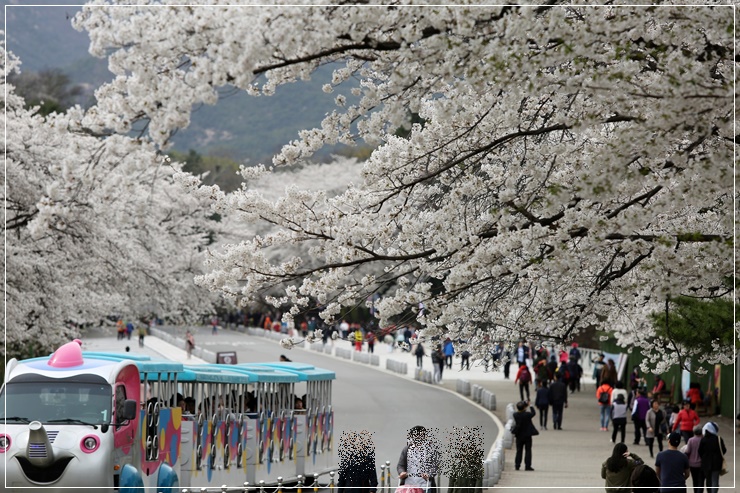 서울 봄꽃 벚꽃 나들이 장소 추천