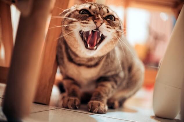 고양이가 집사를 싫어하는 표현 , 우리를 싫어하는 10가지 행동방식