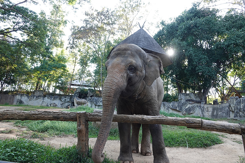 [태국 치앙마이#37] 아이와 함께 치앙마이 태국 치앙마이 동물원(chiangmai zoo) - 2
