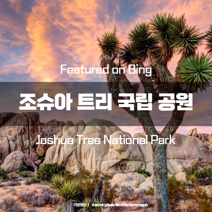 Featured on Bing 조슈아 트리 국립 공원 Joshua Tree National Park