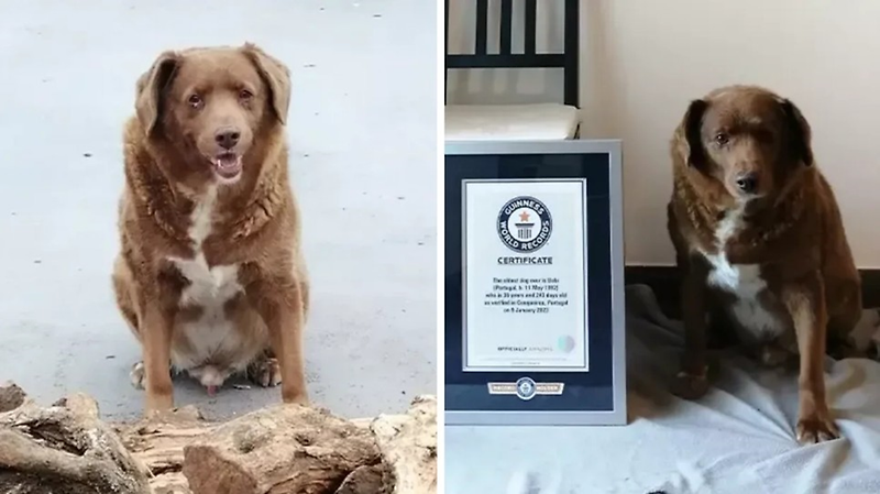 살아있는 세계 최고령 개 보비의 31번째 생일