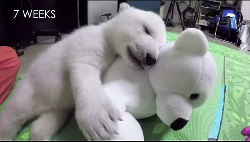 태어난 지 6일만에 엄마에게 버려진 북극곰 노라의 극적 성장기