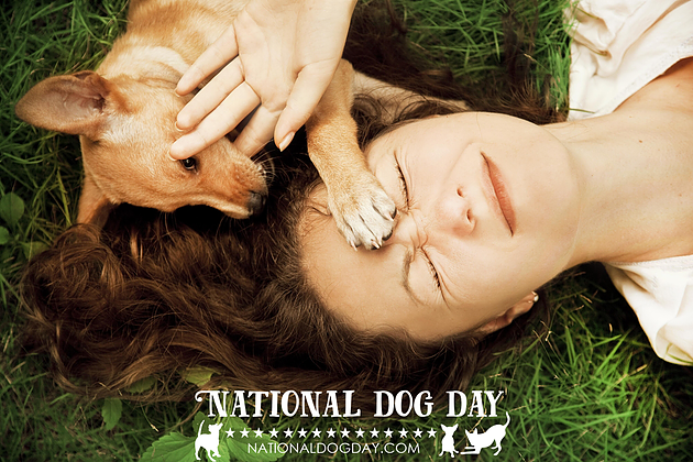 내셔널 도그 데이(National Dog Day) 이해