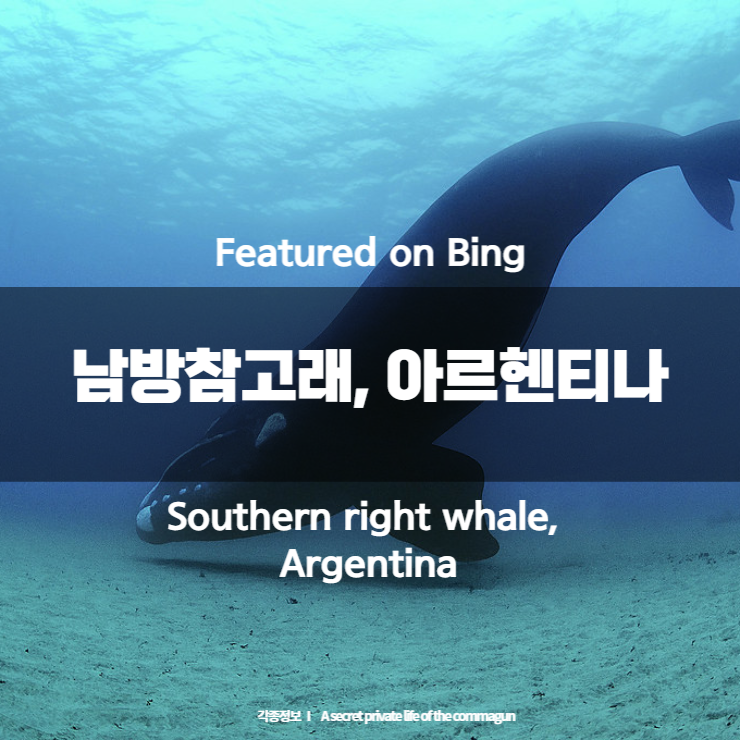 Featured on Bing - 남방참고래, 아르헨티나 Southern right whale, Argentina