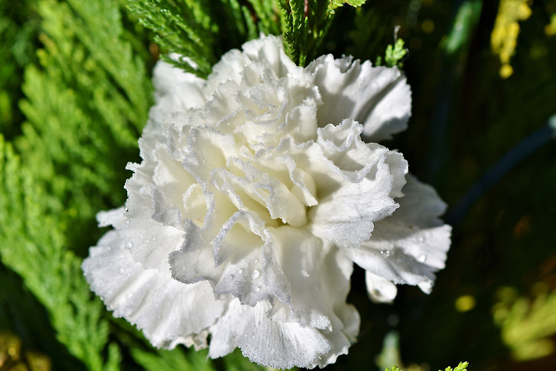 어버이날의 대표 꽃, 카네이션(carnation)