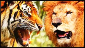 호랑이와 사자가 싸우면 누가 이길까?