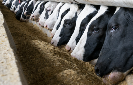 미국 젖소 사육수가 급감했다고 합니다.