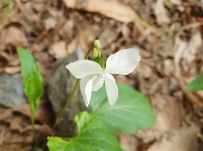4월 네 번째 수요일에 부치는 아침 꽃 편지 - 흰젖제비꽃