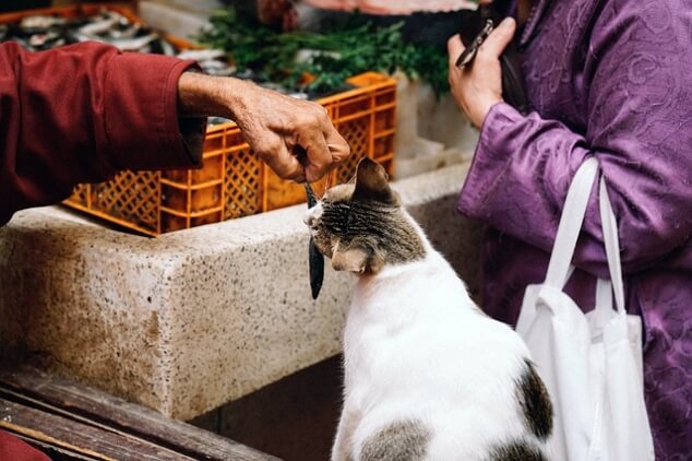 고양이와 생선의 7가지 상관관계 , 먹어도 될까?