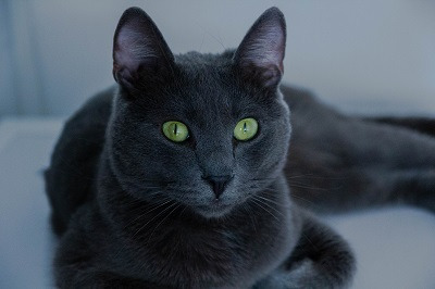 러시안블루(Russian Blue)