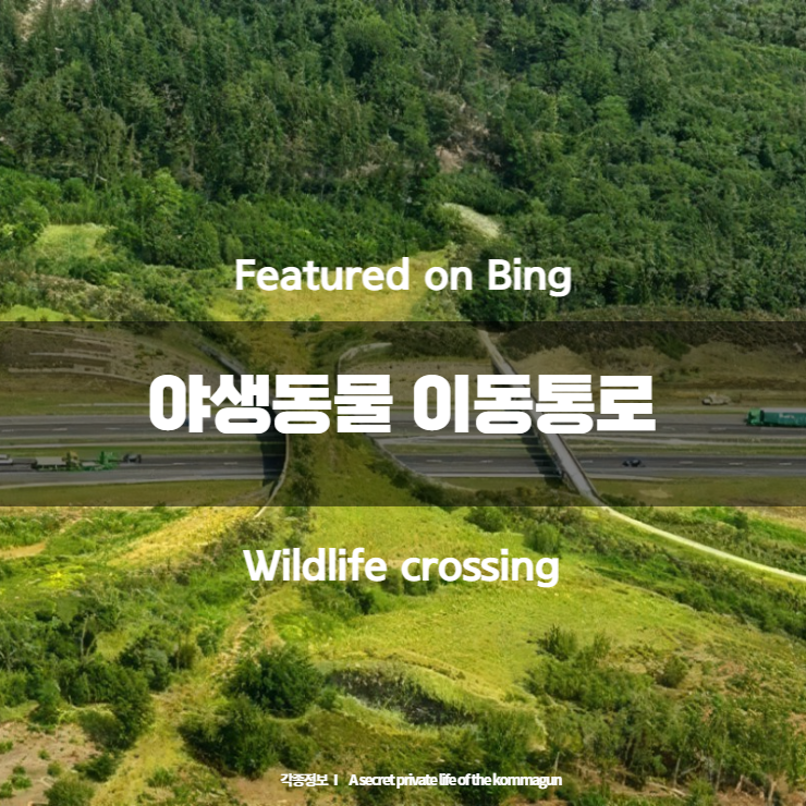 Featured on Bing - 야생 동물 횡단 이동통로 Wildlife crossing