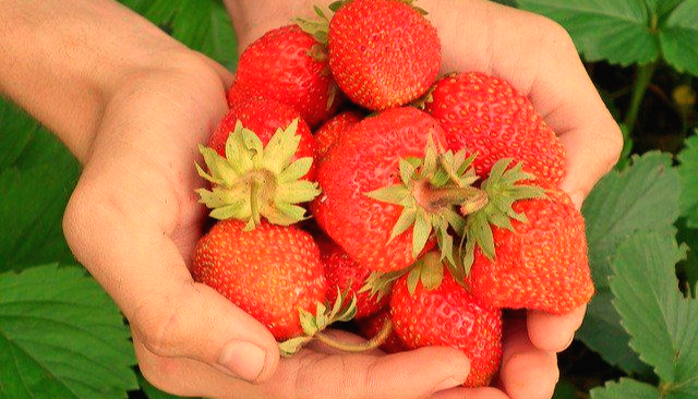 맛있는 딸기의 효능과 고르기